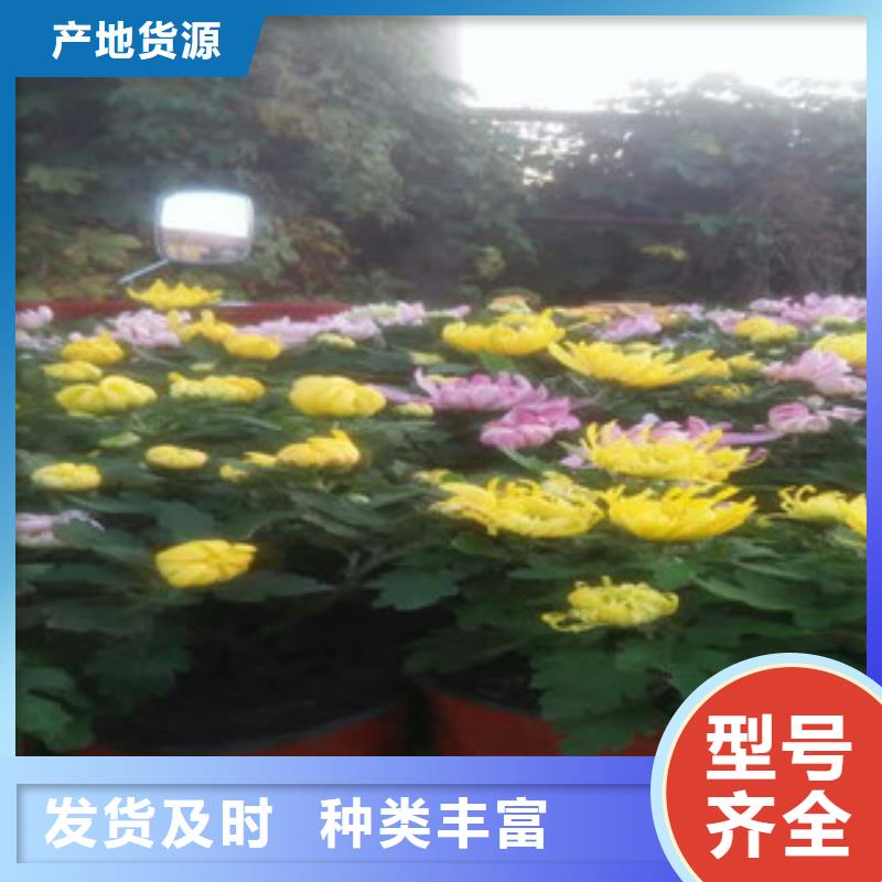 时令草花耐寒耐旱草花基地好货采购