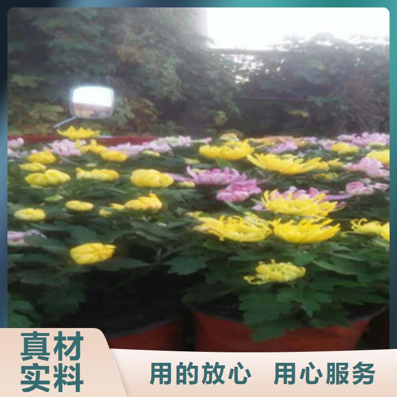 时令草花耐寒耐旱草花基地经验丰富品质可靠