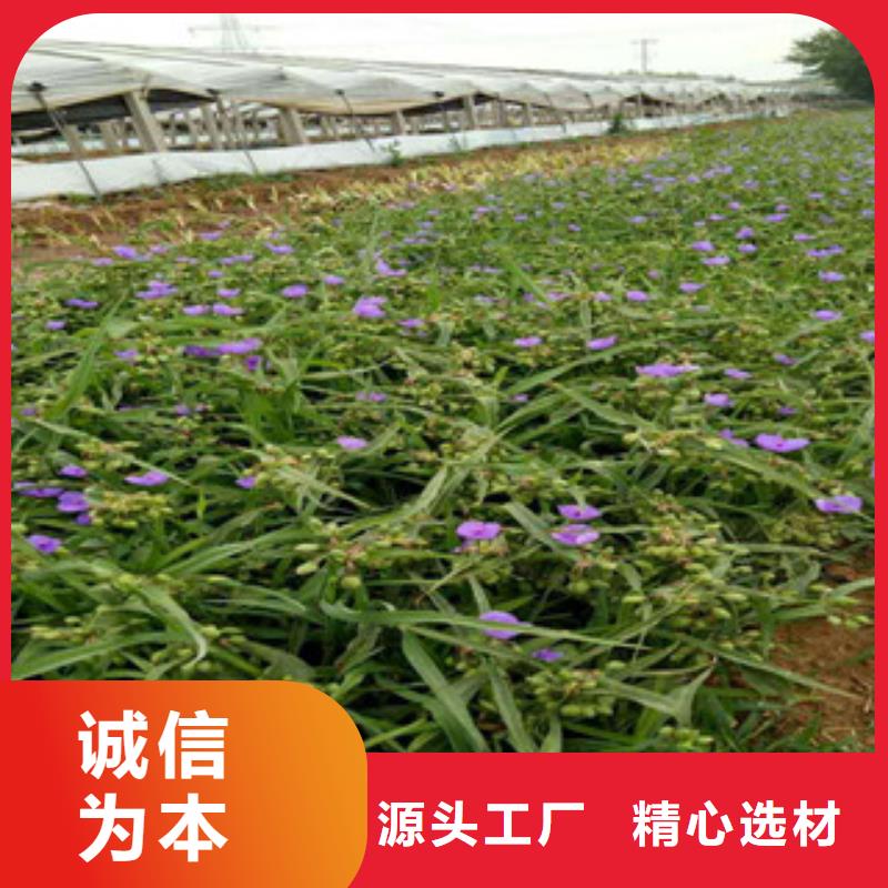 时令草花花海景观工程安装简单