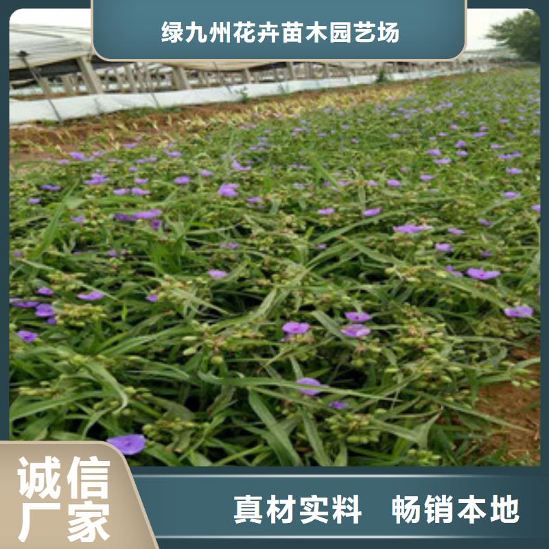 【时令草花】宿根花卉基地好品质用的放心