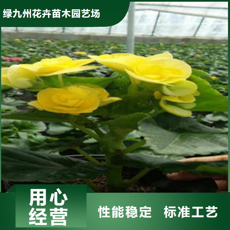 时令草花-花海景观工程专业生产品质保证