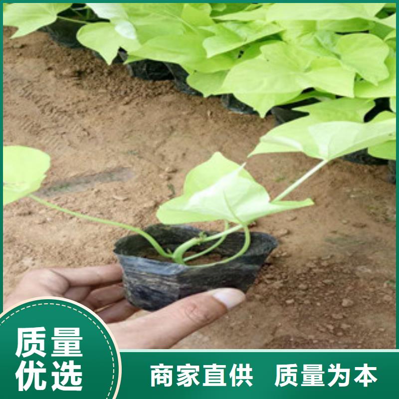 【时令草花宿根花卉基地用心经营】