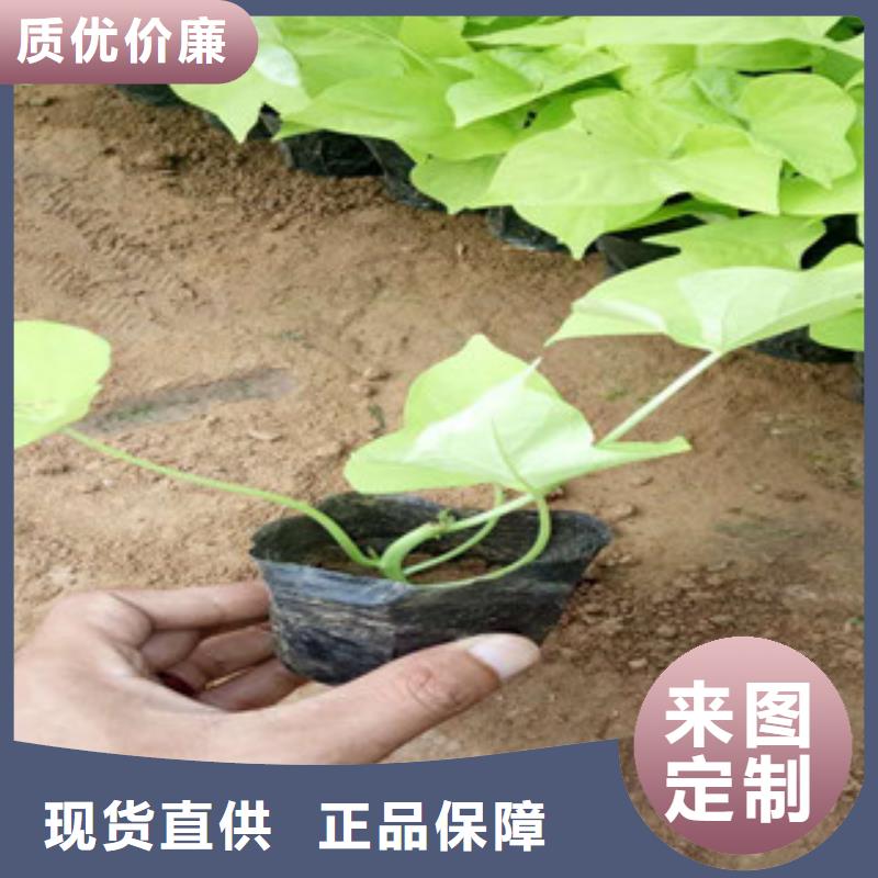 时令草花【鲁冰花/粉黛乱子草】专注生产制造多年