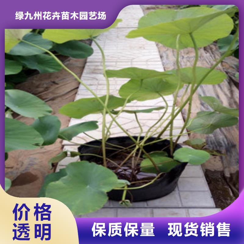 【时令草花】宿根花卉基地好品质用的放心