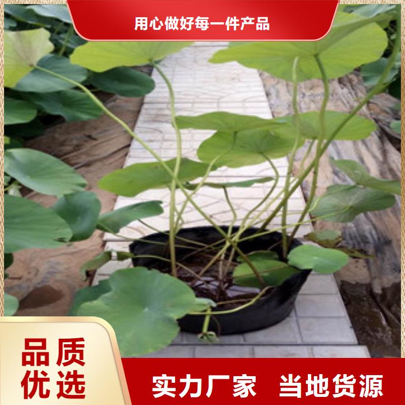 【时令草花宿根花卉基地用心经营】