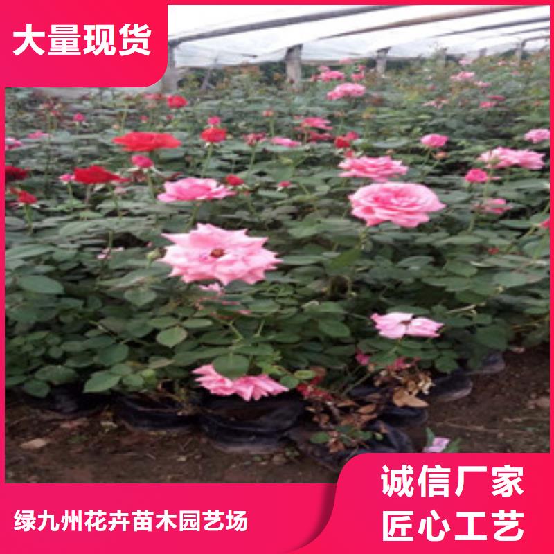 时令草花耐寒耐旱草花基地专业生产品质保证