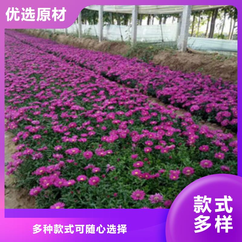 时令草花耐寒耐旱草花基地好货采购