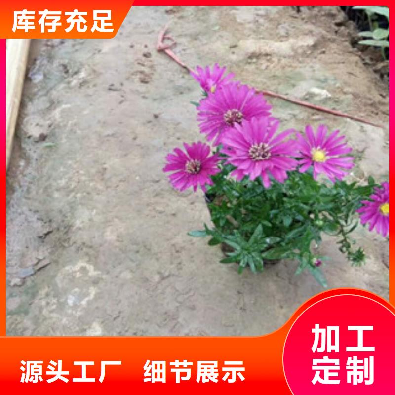 【时令草花】-耐寒耐旱草花基地畅销本地