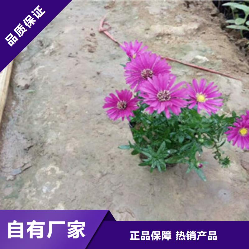 时令草花柳叶马鞭草/薰衣草专业设计