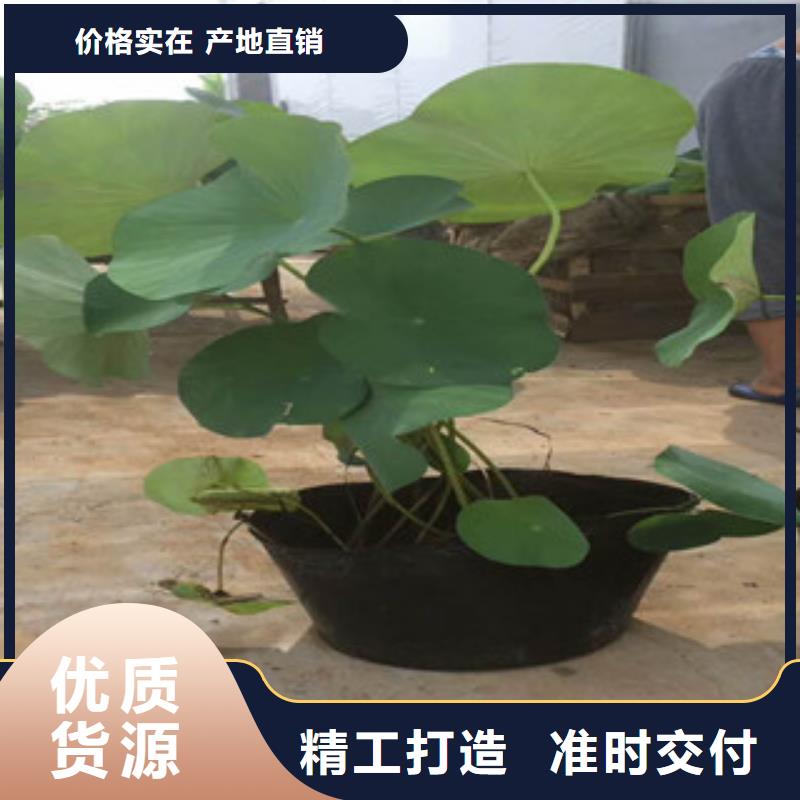 时令草花耐寒耐旱草花基地专业生产品质保证