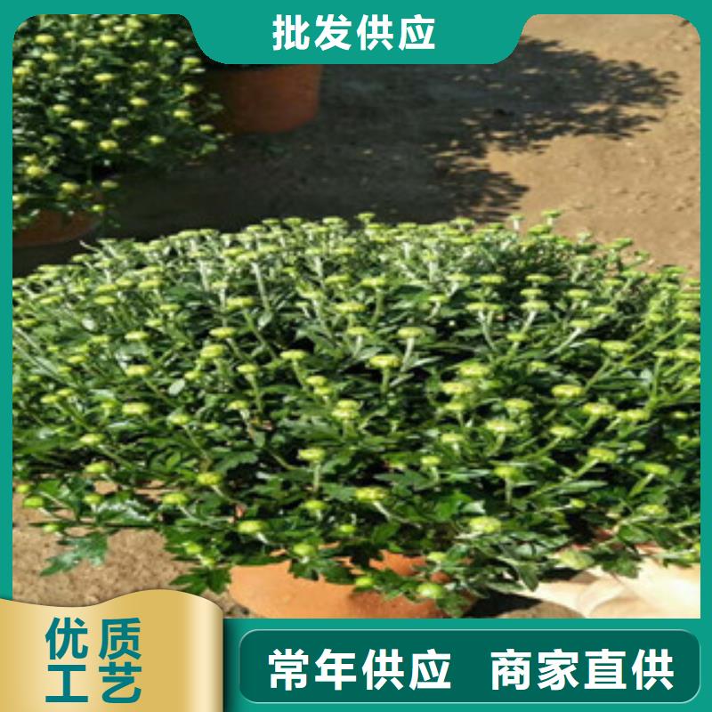 时令草花观赏草/蒲苇狼尾草实力优品