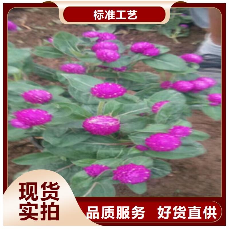 时令草花耐寒耐旱草花基地专业生产品质保证