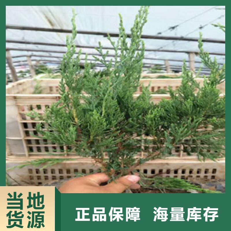 时令草花耐寒耐旱草花基地专业生产品质保证