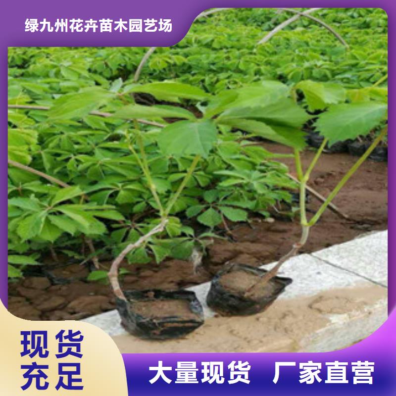宿根花卉,五一国庆草花批发实力雄厚品质保障