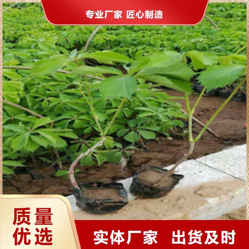 宿根花卉花海景观工程做工细致