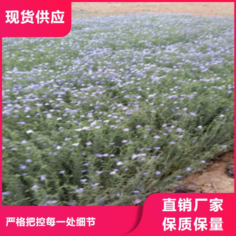 宿根花卉,耐寒耐旱草花基地严格把关质量放心