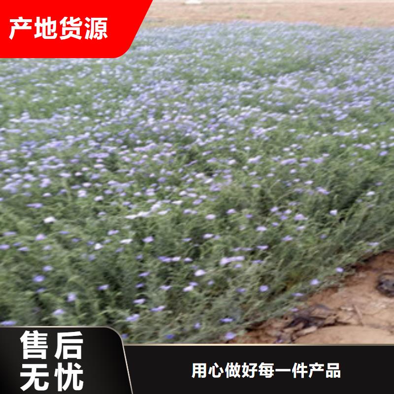 宿根花卉【水生植物/荷花睡莲】价格实惠工厂直供