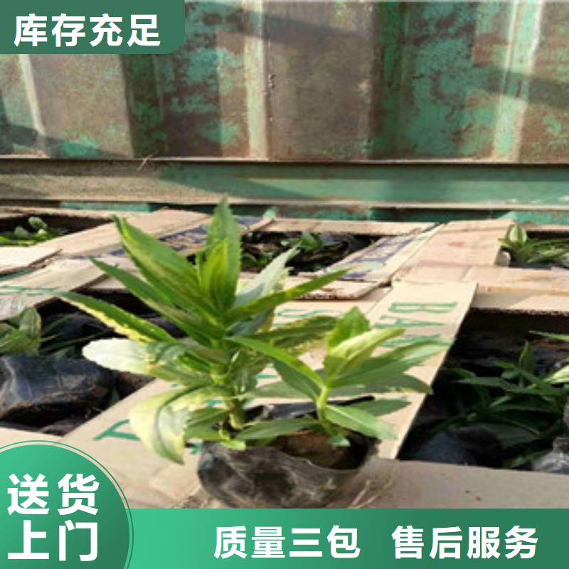 宿根花卉花海景观工程好品质用的放心