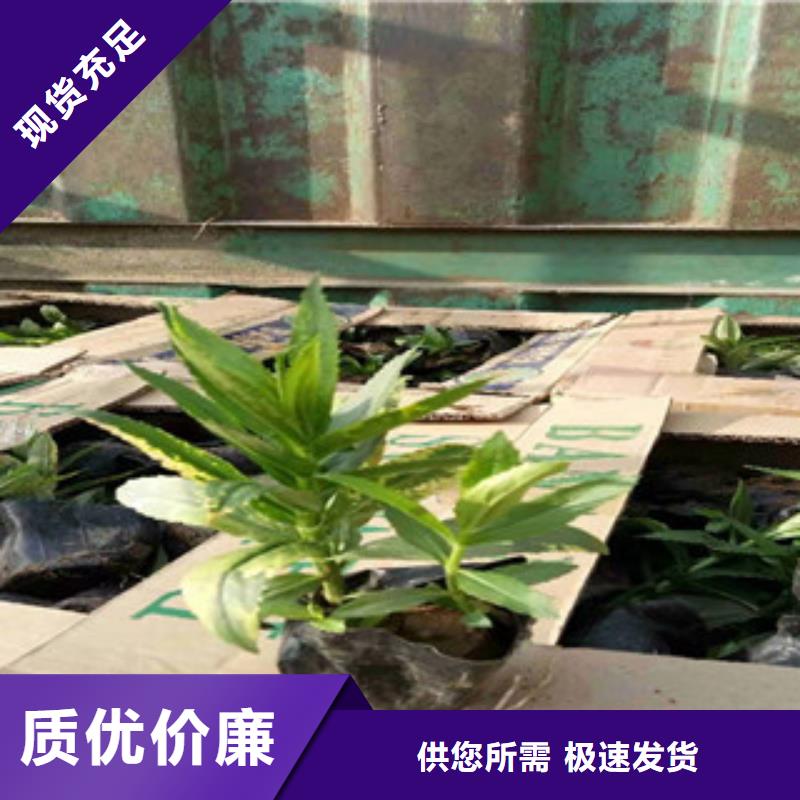 宿根花卉_花海景观工程厂家直销直供
