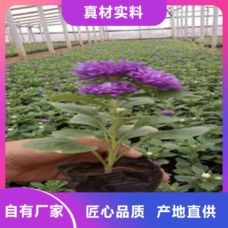 【宿根花卉】花海景观工程用心做产品