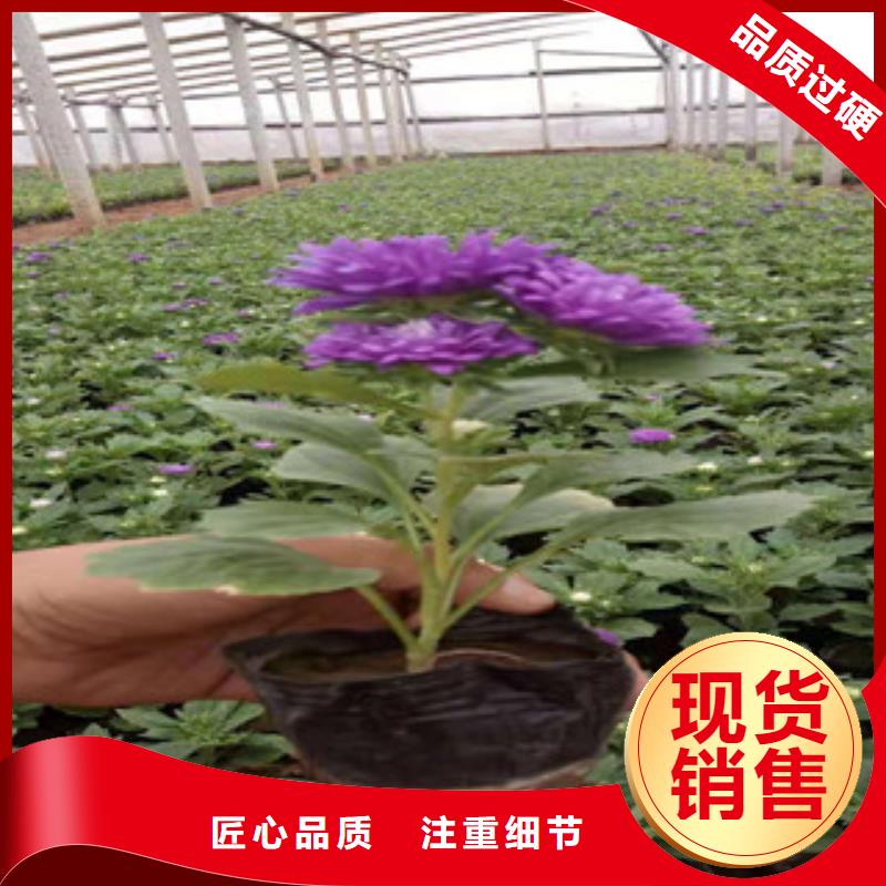 宿根花卉水生植物/荷花睡莲材质实在
