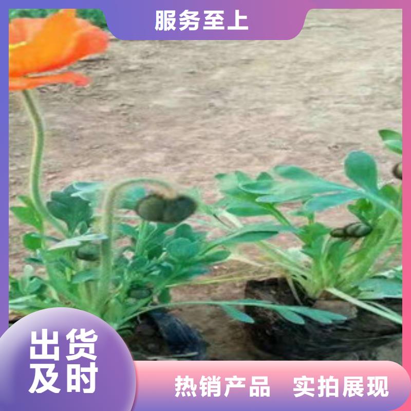 宿根花卉水生植物/荷花睡莲品牌企业