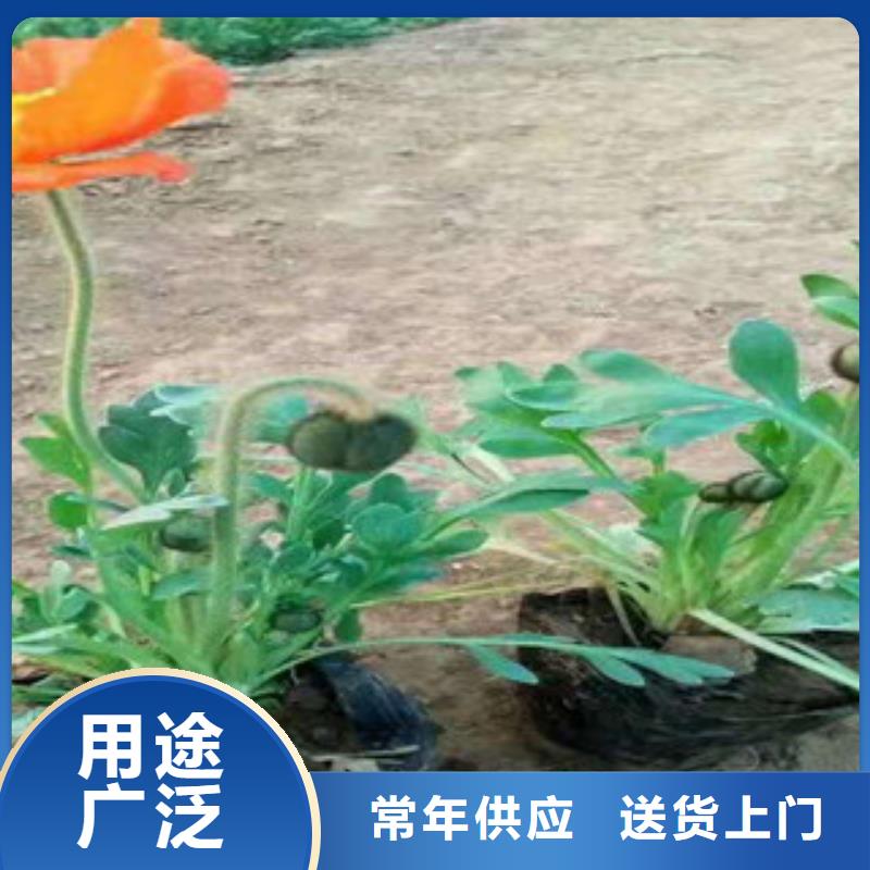 【宿根花卉水生植物/荷花睡莲购买的是放心】