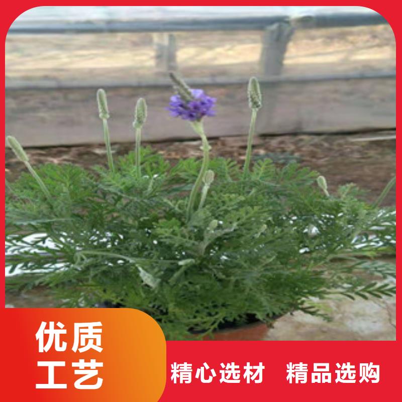 宿根花卉水生植物/荷花睡莲材质实在