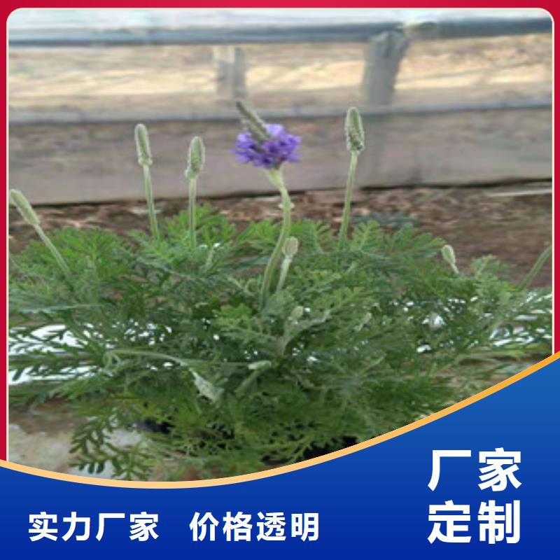 宿根花卉鲁冰花/粉黛乱子草款式新颖