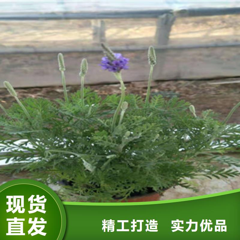 【宿根花卉】柳叶马鞭草/薰衣草专注生产制造多年