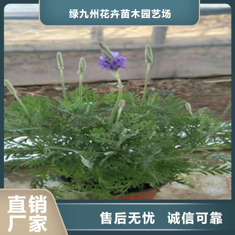 宿根花卉时令花卉/绿化草花价格现货快速采购