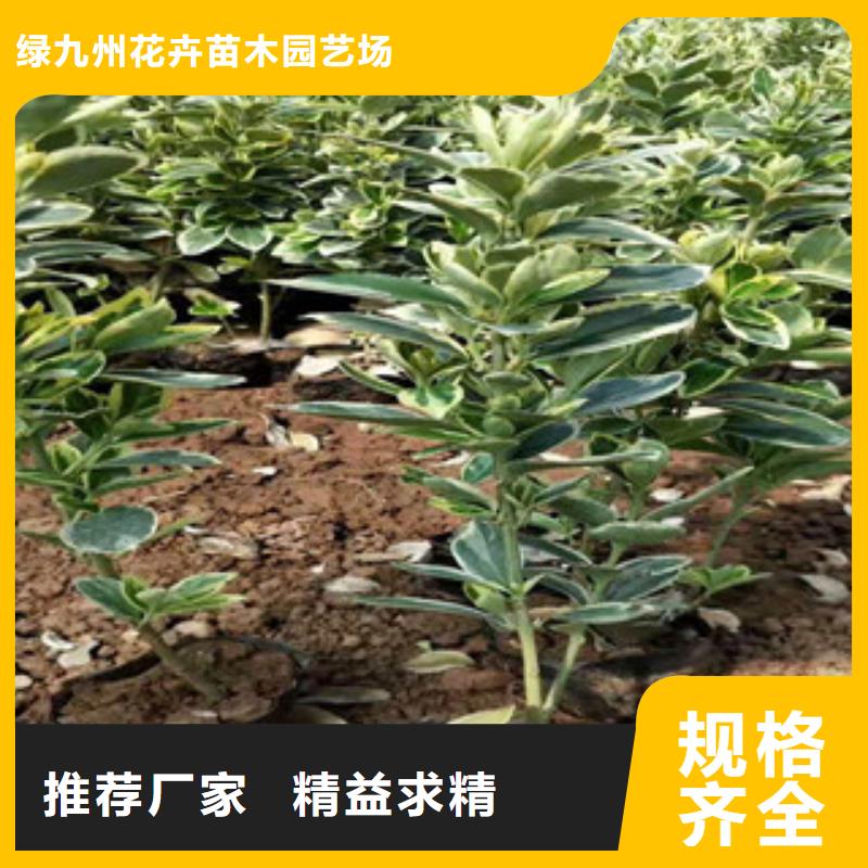 宿根花卉观赏草/蒲苇狼尾草厂家经验丰富