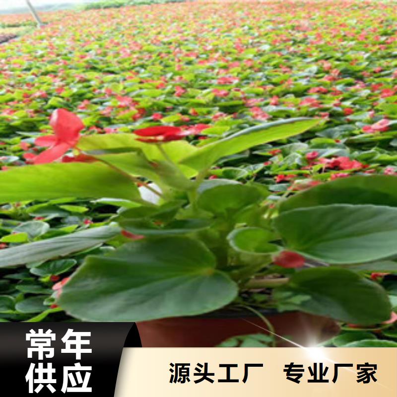 宿根花卉时令花卉/绿化草花价格拥有多家成功案例