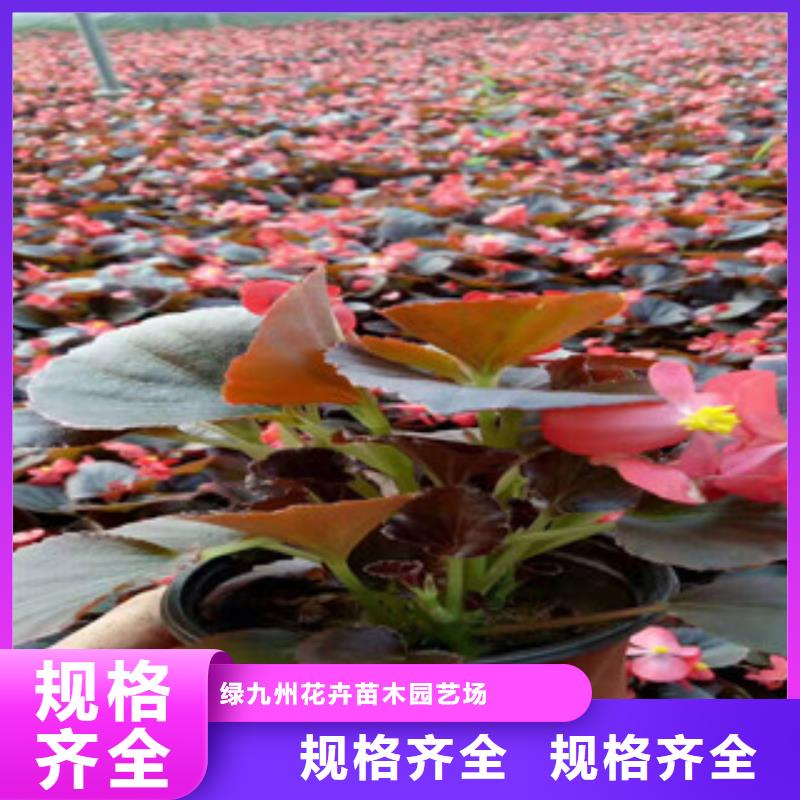 宿根花卉【花海景观工程】工厂认证