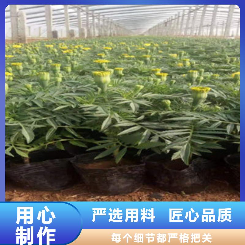 宿根花卉水生植物/荷花睡莲材质实在