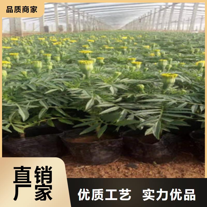 宿根花卉鲁冰花/粉黛乱子草款式新颖