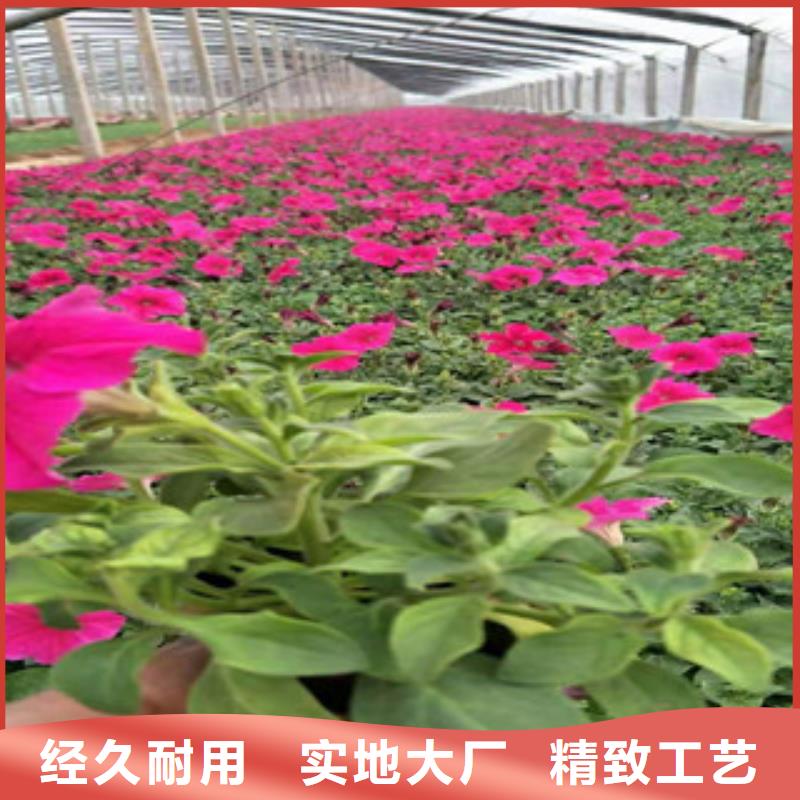 【宿根花卉】柳叶马鞭草/薰衣草货真价实