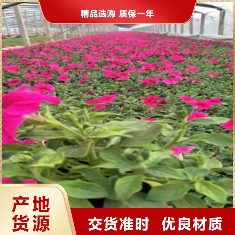 【宿根花卉】五一国庆草花批发经久耐用