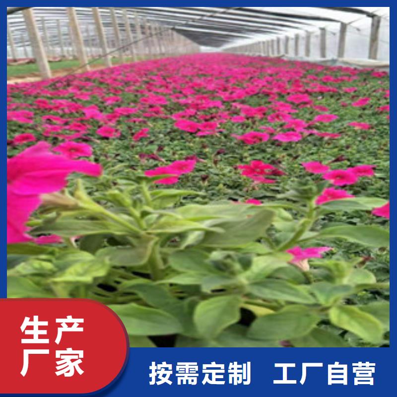 宿根花卉-耐寒耐旱草花基地欢迎来电询价