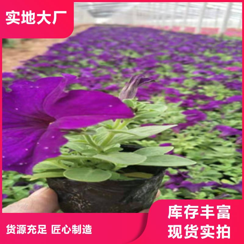 【宿根花卉】时令花卉/绿化草花价格专业品质