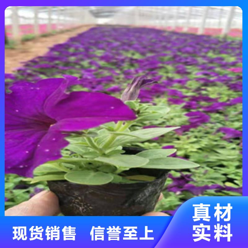 宿根花卉鲁冰花/粉黛乱子草客户满意度高