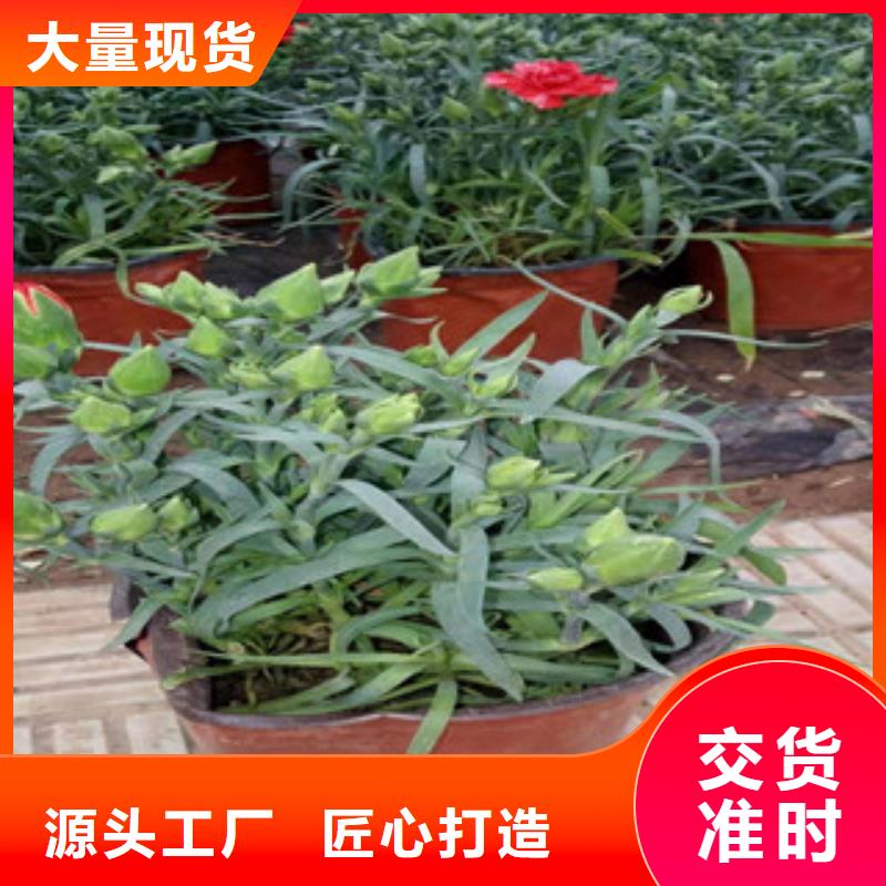 宿根花卉,鲁冰花/粉黛乱子草厂家直销值得选择