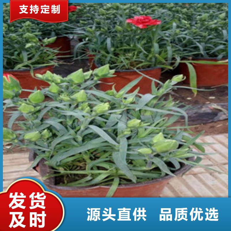 宿根花卉【水生植物/荷花睡莲】价格实惠工厂直供