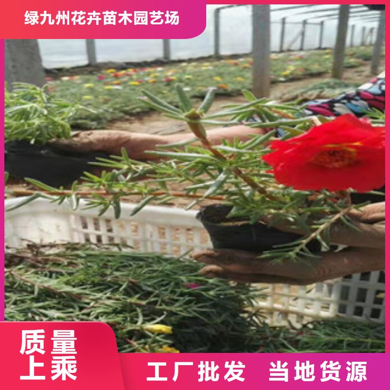 【宿根花卉】水生植物/荷花睡莲现货充足