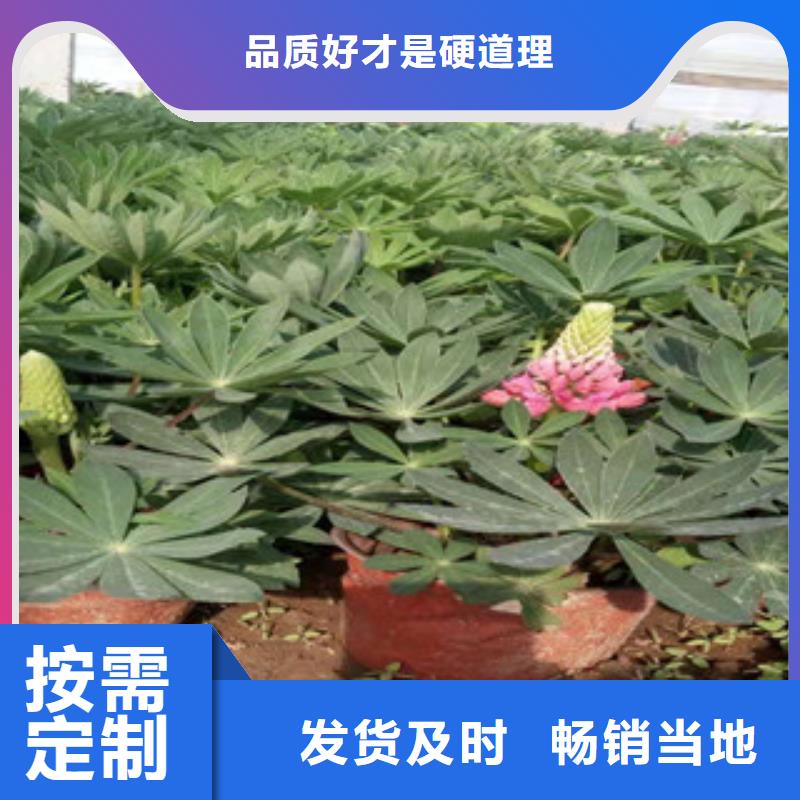 宿根花卉_时令花卉/绿化草花价格现货充裕