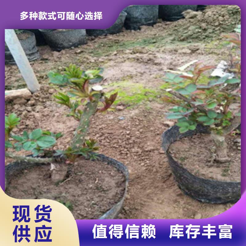 花海景观-【水生植物/荷花睡莲】适用范围广