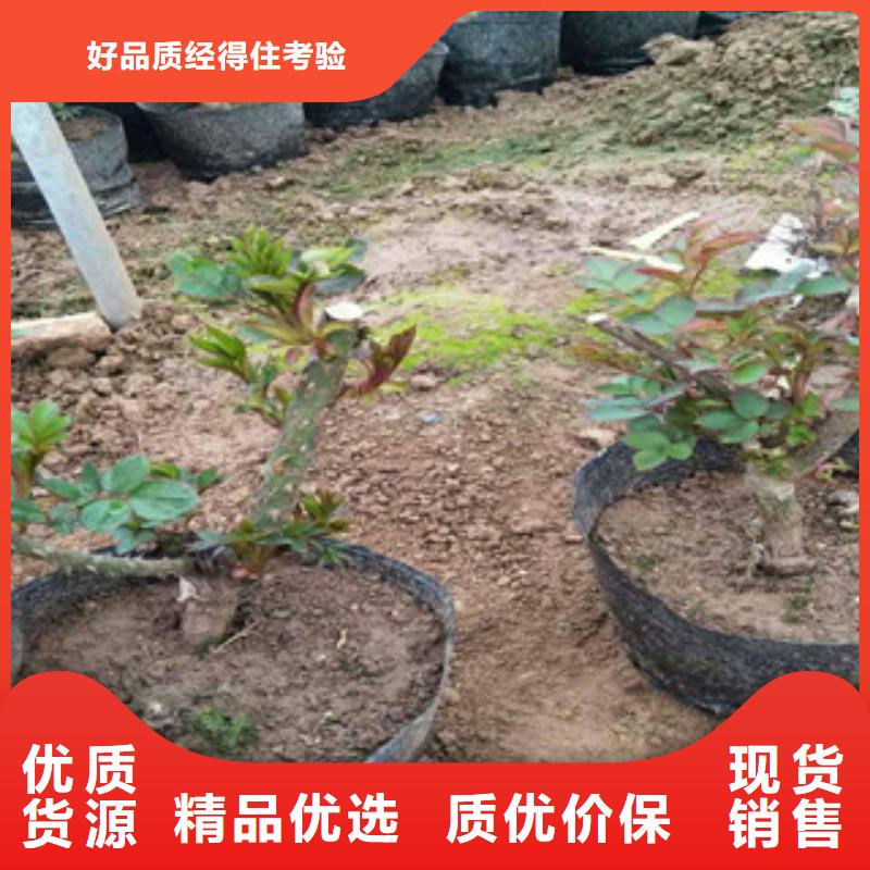 花海景观-【水生植物/荷花睡莲】适用范围广