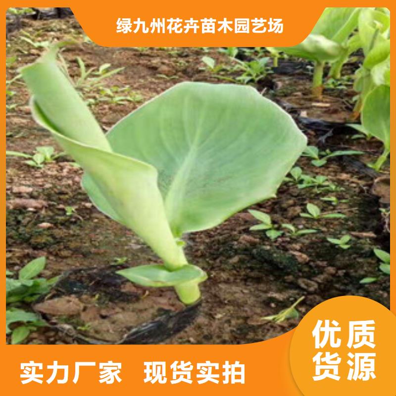 《绿九州》花海景观-【柳叶马鞭草/薰衣草 】厂家