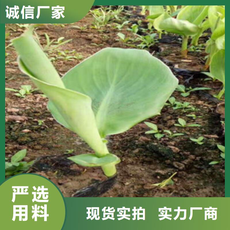 花海景观花海景观工程支持拿样