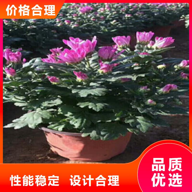 花海景观_柳叶马鞭草/薰衣草交货准时